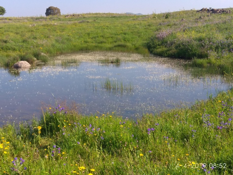 קובץ:2019.04.04-095355.186.android.jpg