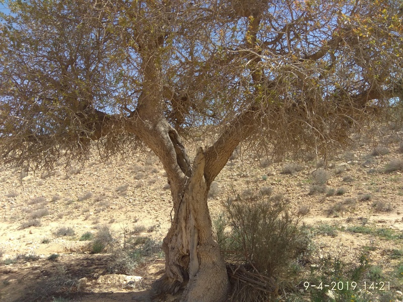 קובץ:2019.04.09-152244.221.android.jpg