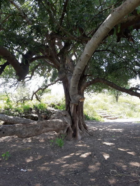 קובץ:2019.04.17-151057.910.android.jpg