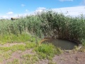 תמונה ממוזערת לגרסה מתאריך 14:33, 17 באפריל 2019