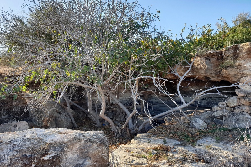 קובץ:20191129 084128.jpg