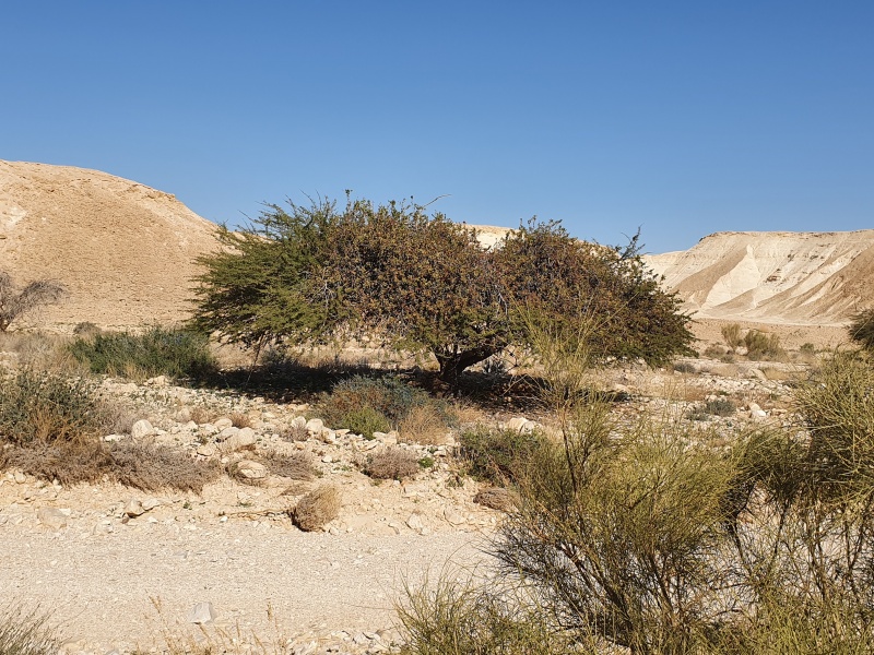 קובץ:2020-01-05T10 10 26.702635409932.jpg