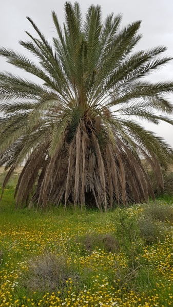 קובץ:2020-03-12T11 36 49.471967666227.jpg