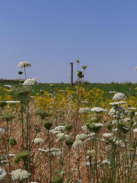 קובץ:2020-05-12T15 05 47.626326564017.jpg