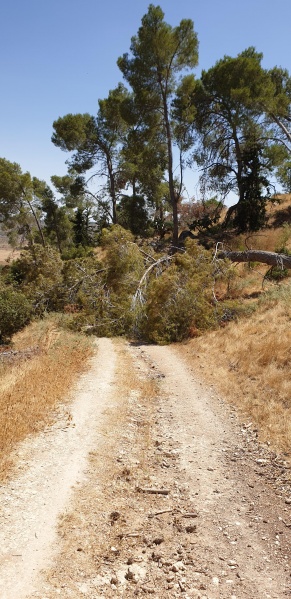 קובץ:2020-06-22T14 47 01.541943943313.jpg