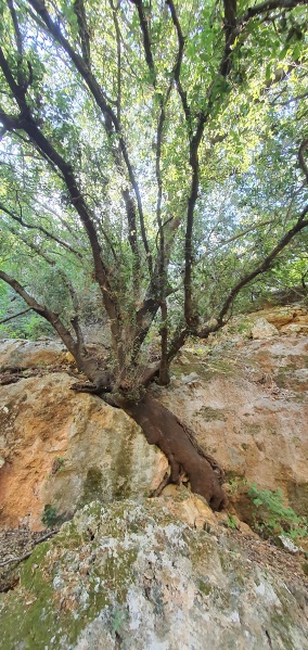 קובץ:2020-07-04T09 53 48.051162781332.jpg