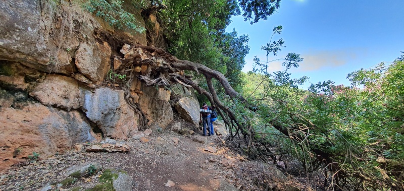 קובץ:2020-07-04T09 56 52.533660559765.jpg