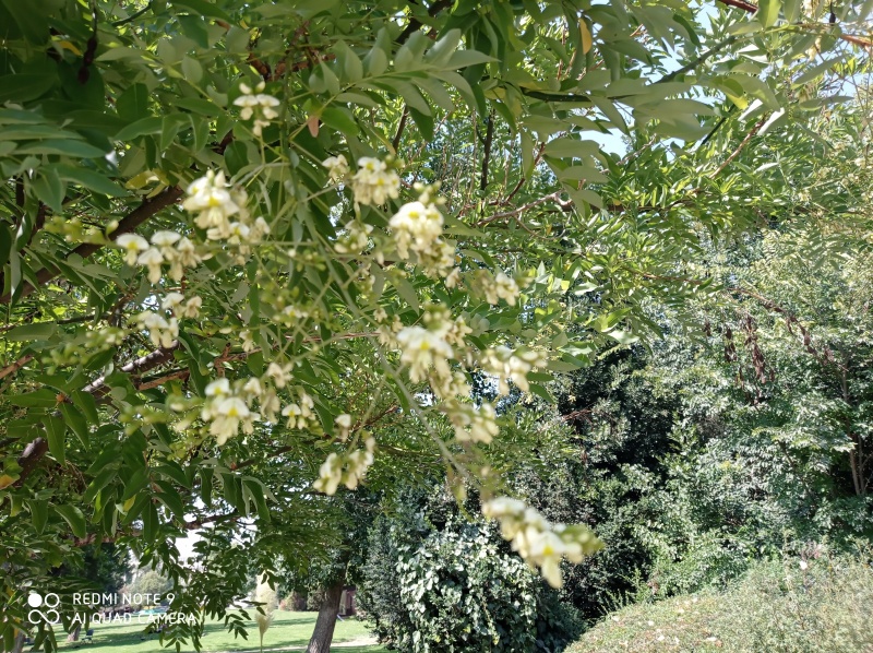 קובץ:2020-08-03T14 54 41.306952896998.jpg