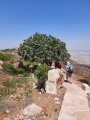 תמונה ממוזערת לגרסה מתאריך 08:18, 4 באוגוסט 2020