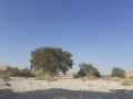 תמונה ממוזערת לגרסה מתאריך 11:37, 16 באוקטובר 2020