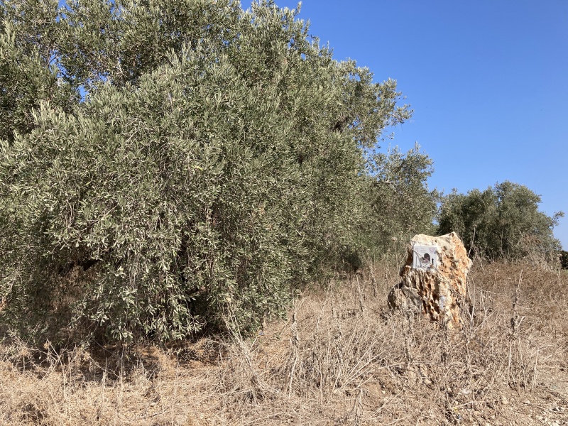 קובץ:2020-09-25T09 28 53.695578756669.jpg