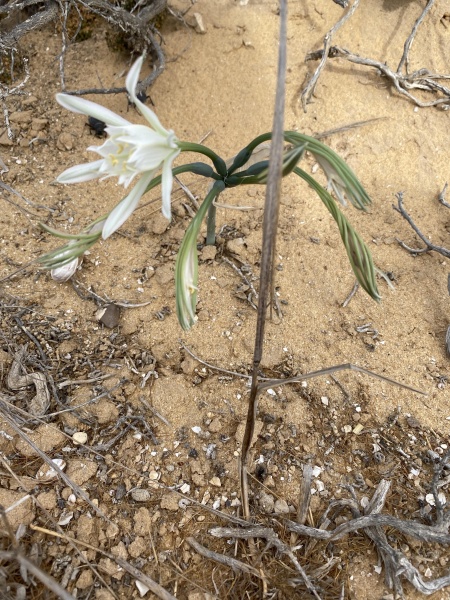 קובץ:2020-11-15T09 47 44.319366578342.jpg