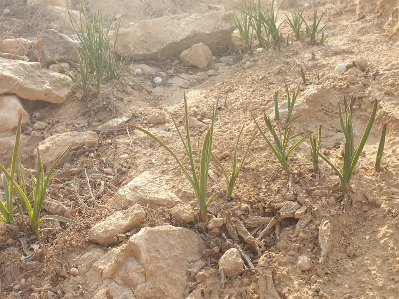 קובץ:2020-11-28T14 49 51.092080345714.jpg