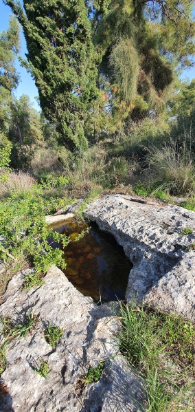 קובץ:2020-12-04T09 22 57.124636812670.jpg