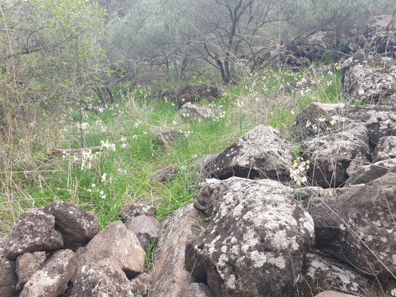 קובץ:2020-12-12T13 39 30.824974290895.jpg