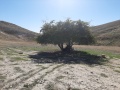 תמונה ממוזערת לגרסה מתאריך 14:37, 1 בפברואר 2021