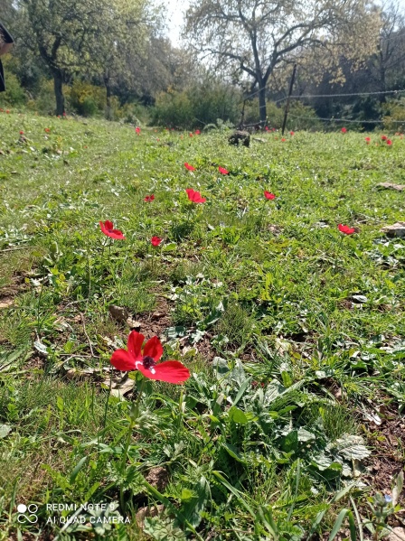 קובץ:2021-02-12T12 30 56.575967130435.jpg