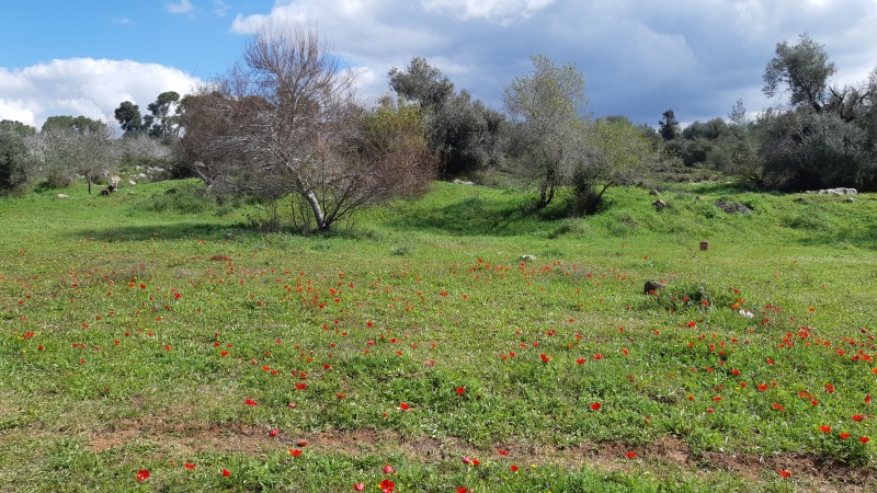 קובץ:2021-02-20T12 51 05.974626448724.jpg