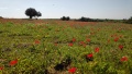 תמונה ממוזערת לגרסה מתאריך 09:58, 24 בפברואר 2021