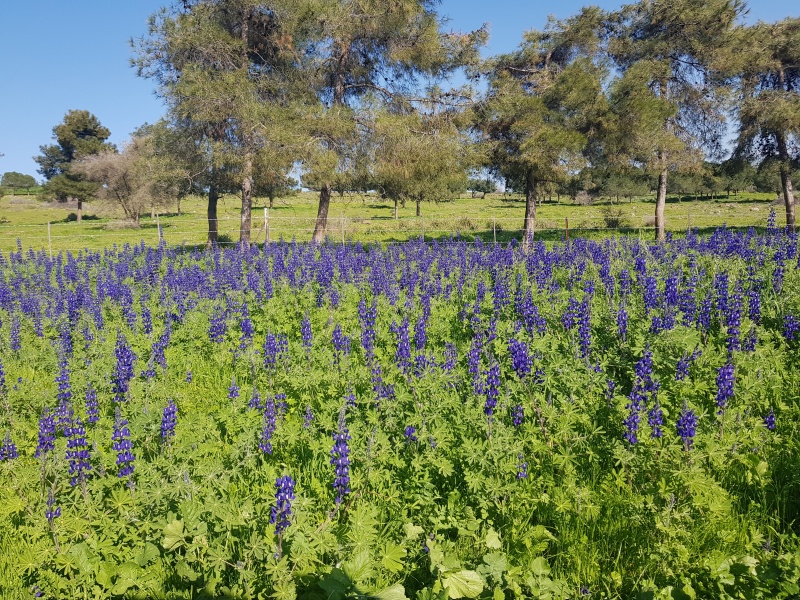 קובץ:2021-02-27T14 48 43.251656972053.jpg