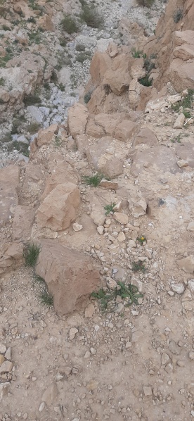 קובץ:2021-03-01T11 31 51.882107528194.jpg