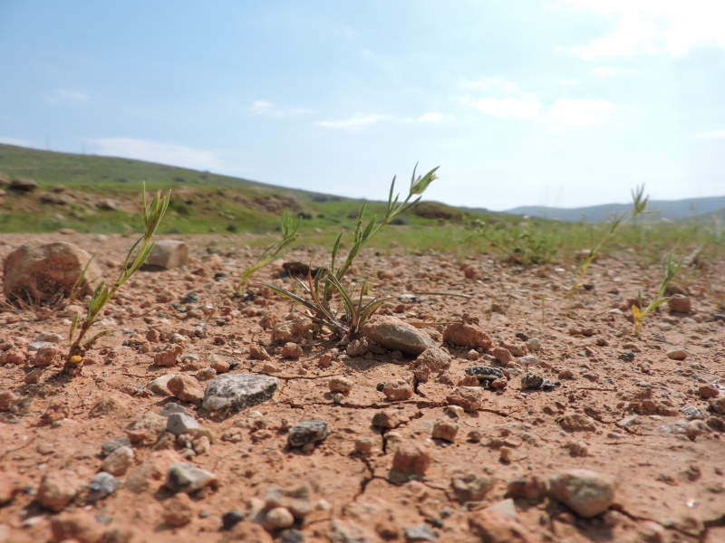 קובץ:2021-03-03T19 48 50.071768873245.jpg