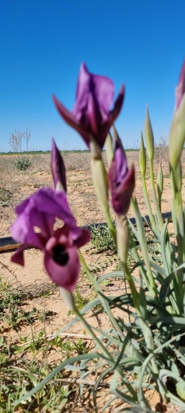 קובץ:2021-03-06T14 22 18.747867554388.jpg