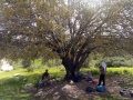 תמונה ממוזערת לגרסה מתאריך 15:46, 10 במרץ 2021