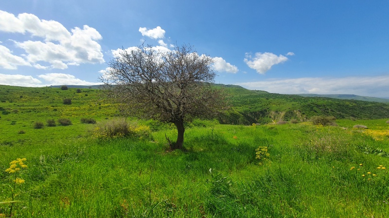 קובץ:2021-03-13T10 42 29.965355804692.jpg