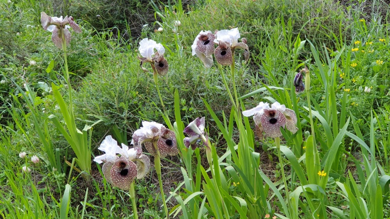 קובץ:2021-03-13T15 49 49.30011026596.jpg