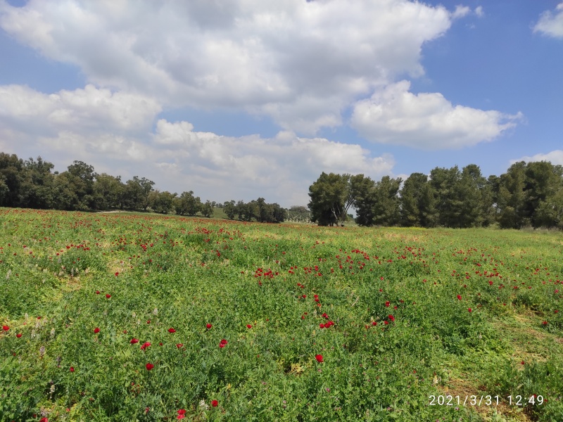 קובץ:2021-03-31T12 49 24.387453306295.jpg