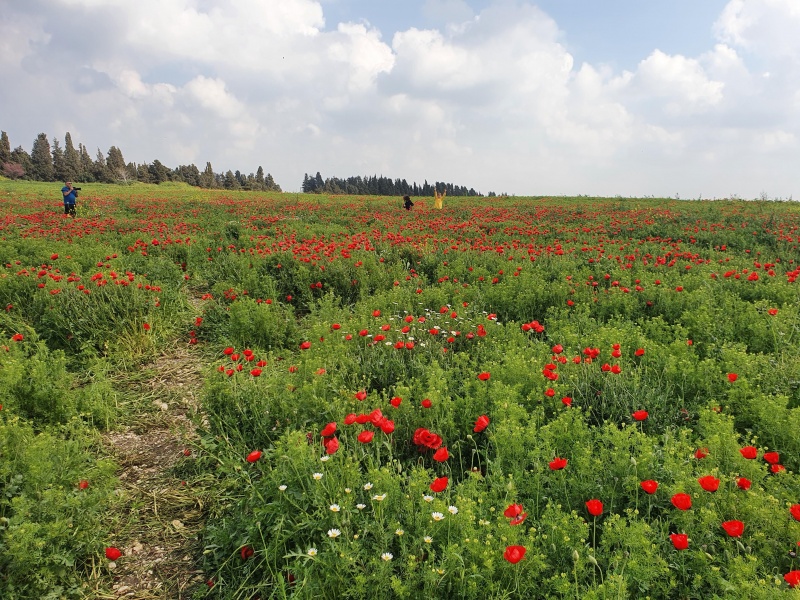 קובץ:2021-04-01T07 26 40.400284495659.jpg