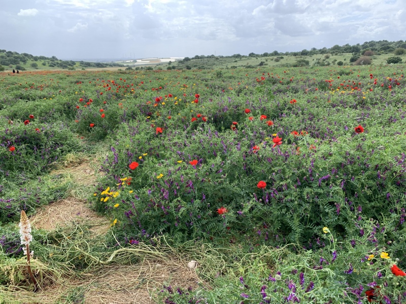 קובץ:2021-04-10T15 45 32.947631488847.jpg