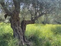 תמונה ממוזערת לגרסה מתאריך 11:35, 17 באפריל 2021