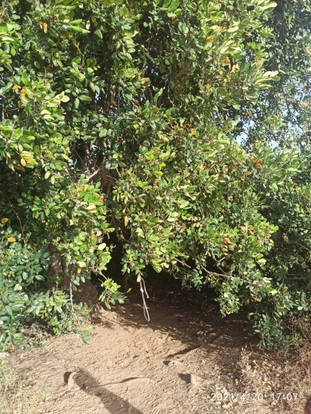 קובץ:2021-04-20T17 07 39.091755236725.jpg