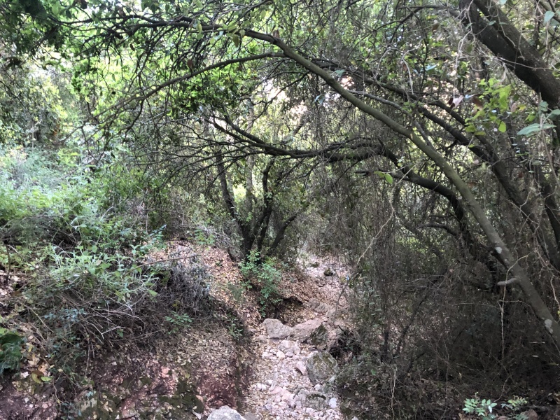 קובץ:2021-04-23T07 55 57.832238295008.jpg