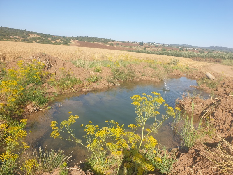 קובץ:2021-05-17T16 54 35.714032851543.jpg