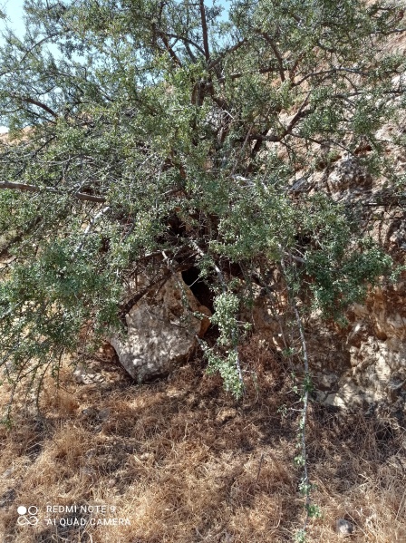 קובץ:2021-05-28T10 26 52.855762784276.jpg