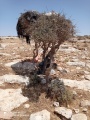 תמונה ממוזערת לגרסה מתאריך 10:28, 28 במאי 2021
