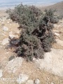 תמונה ממוזערת לגרסה מתאריך 12:38, 28 במאי 2021