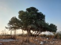 תמונה ממוזערת לגרסה מתאריך 02:57, 27 באוגוסט 2021