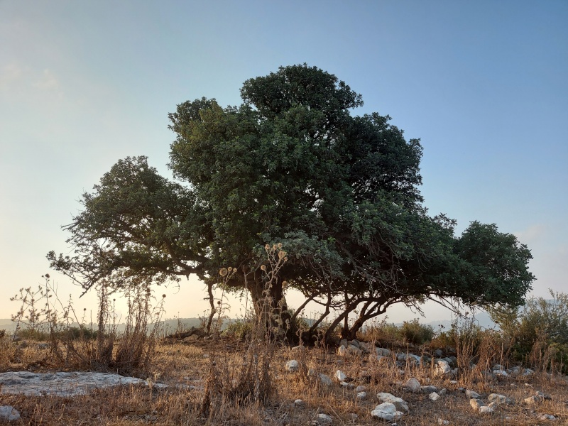 קובץ:2021-07-26T06 45 44.334327344497.jpg