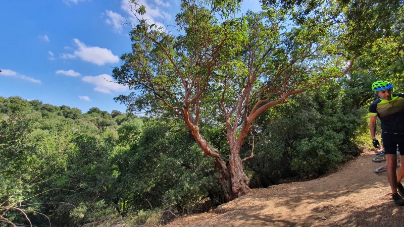 קובץ:2021-09-17T10 21 46.722173527376.jpg