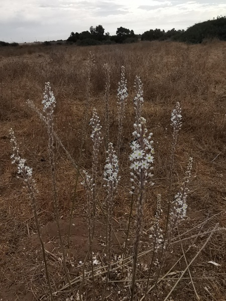 קובץ:2021-10-16T09 51 14.725958237572.jpg