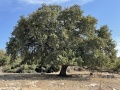 תמונה ממוזערת לגרסה מתאריך 14:55, 13 בנובמבר 2021