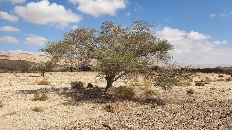 קובץ:20210305 093839.jpg