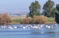 תמונה ממוזערת לגרסה מתאריך 11:18, 6 בינואר 2022