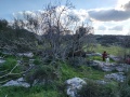 תמונה ממוזערת לגרסה מתאריך 16:14, 22 בינואר 2022