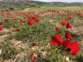 תמונה ממוזערת לגרסה מתאריך 12:38, 18 בפברואר 2022