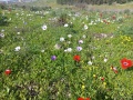 תמונה ממוזערת לגרסה מתאריך 16:15, 18 בפברואר 2022